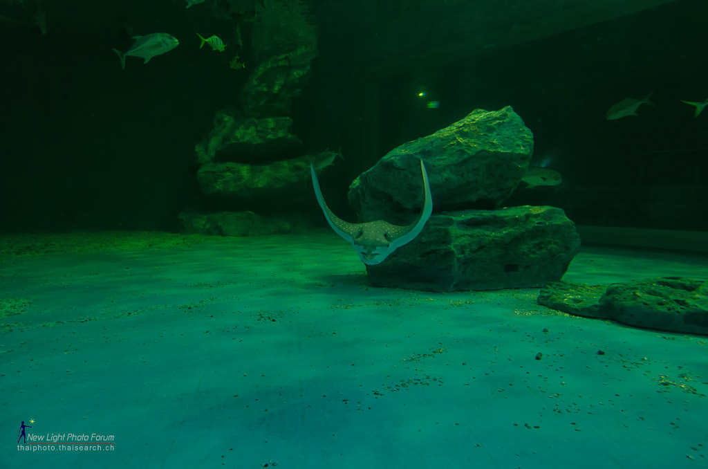 stingray-3.jpg