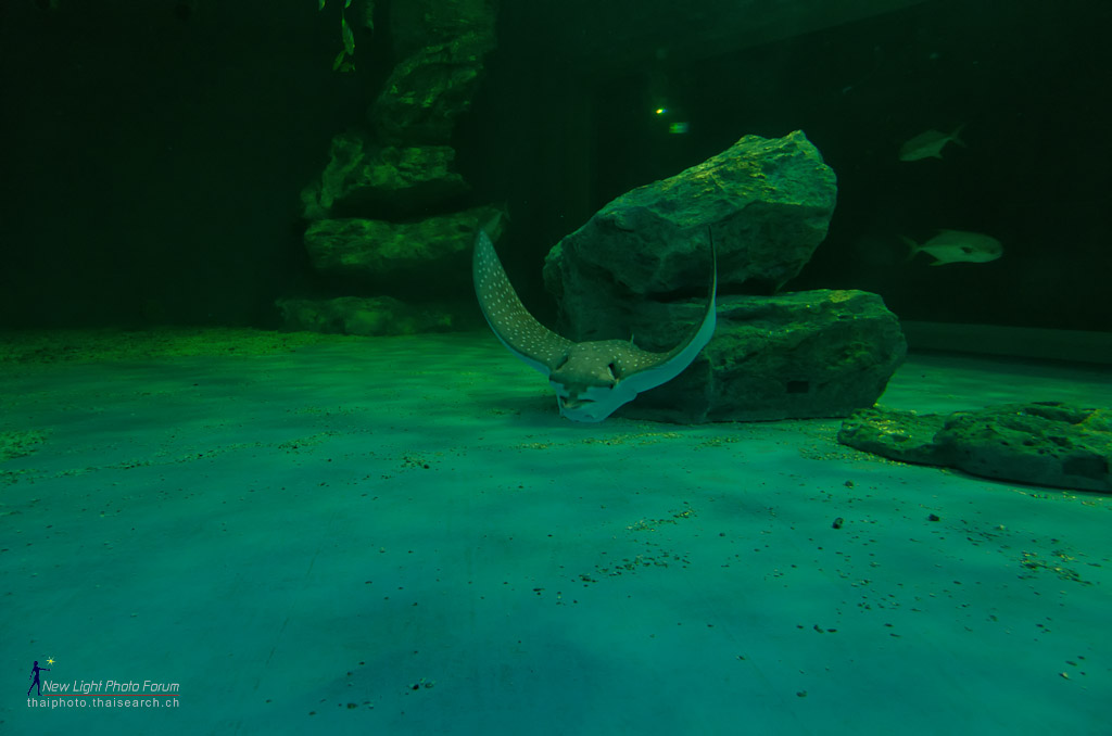 stingray-4.jpg