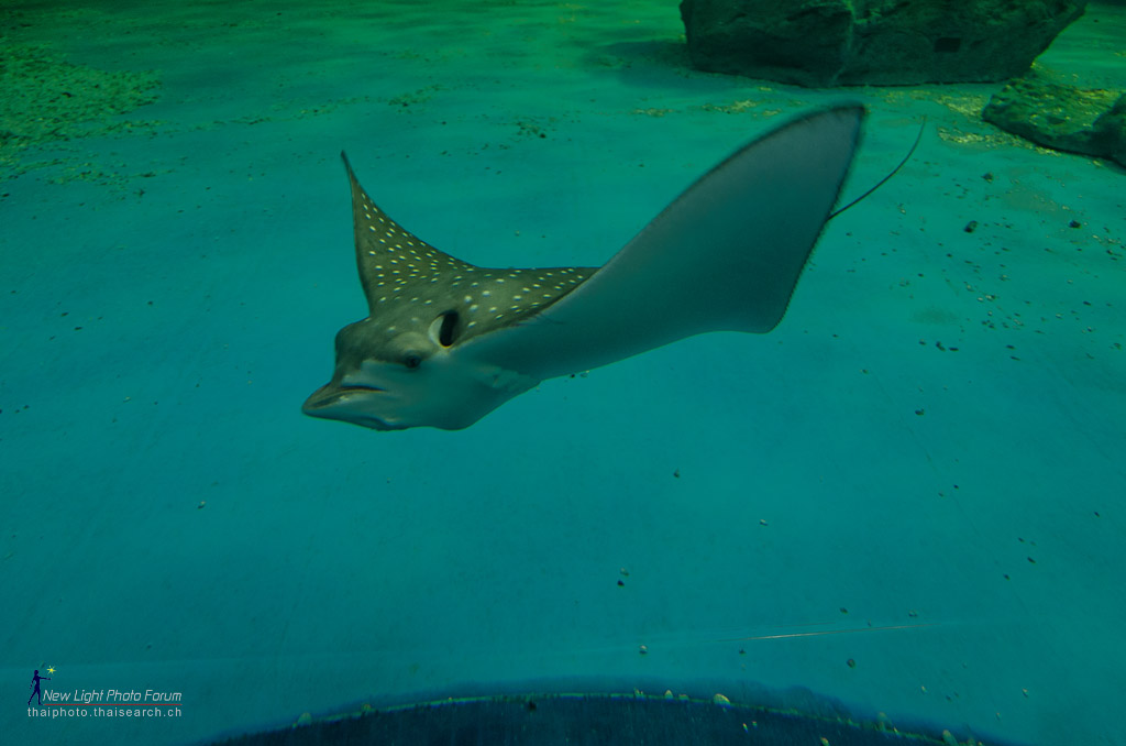 stingray-5.jpg