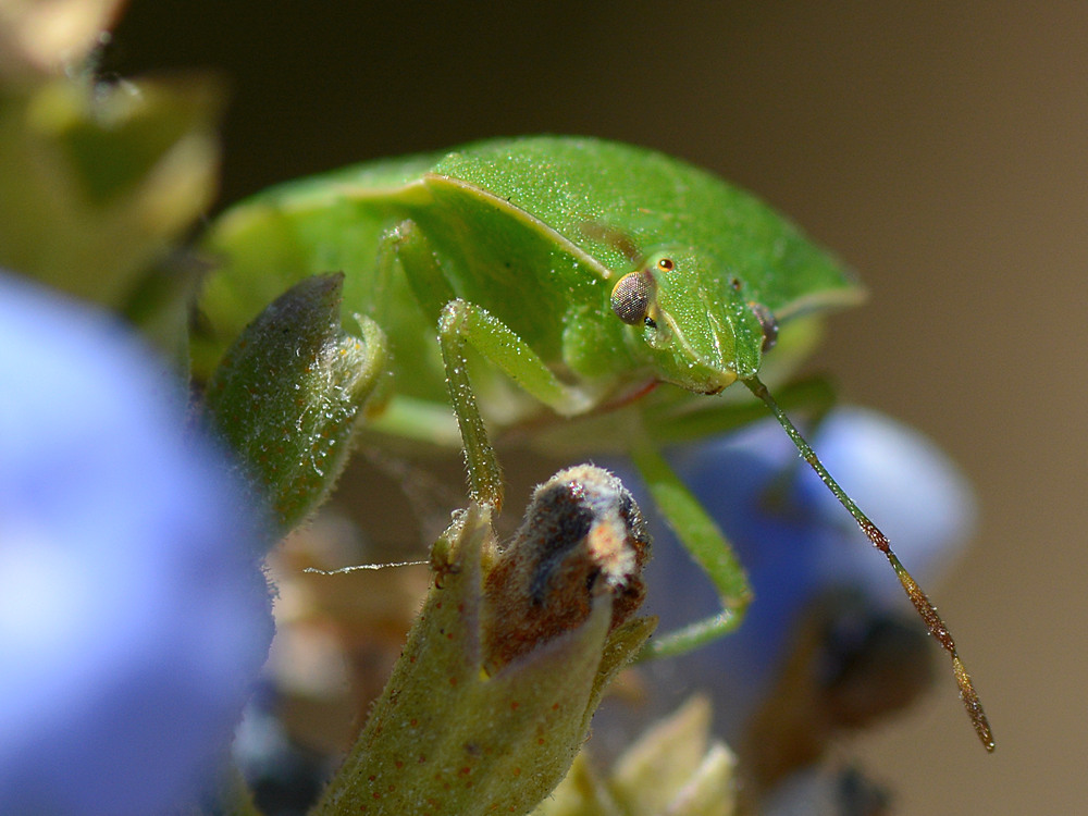 StinkBug2.jpg