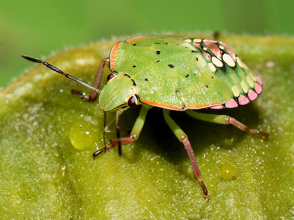 StinkBugNymph.jpg