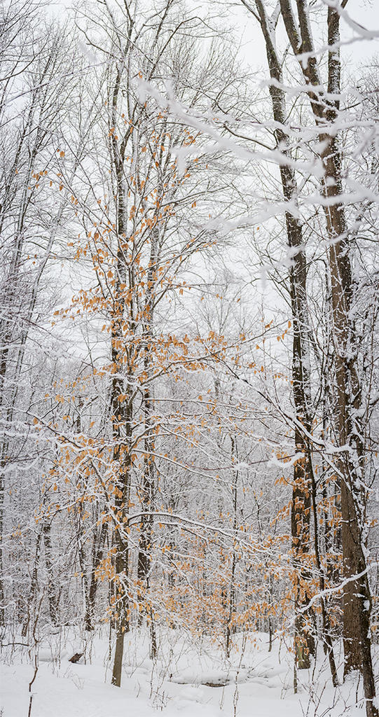 stitched vertical pano.jpg
