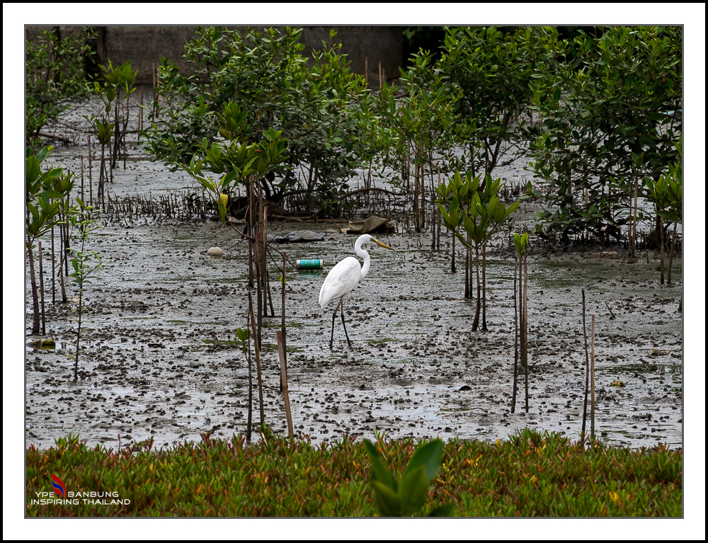 stork-1.jpg