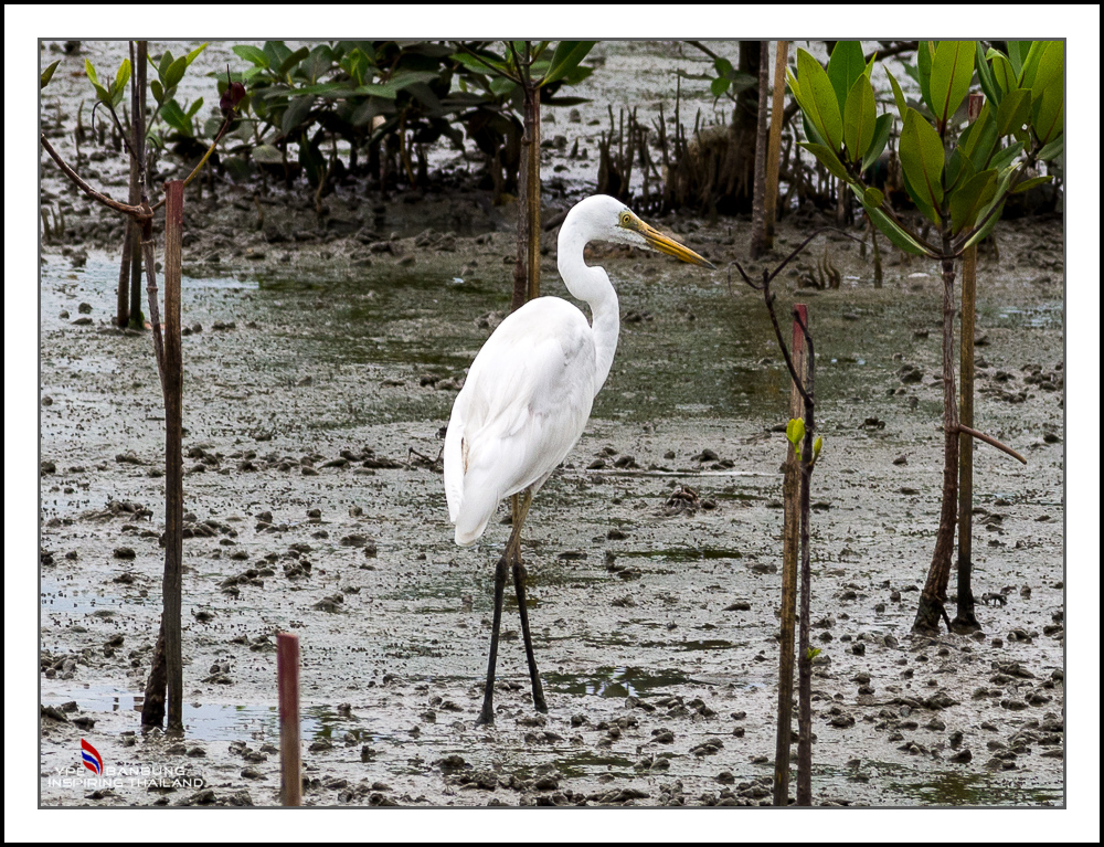 stork-2.jpg