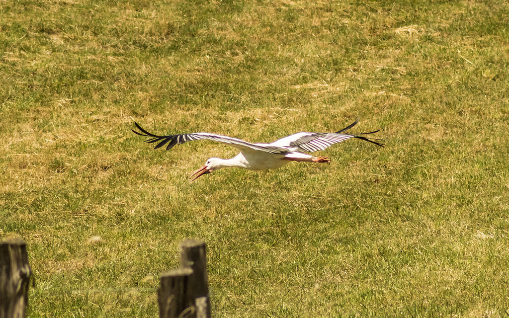Stork1.jpg