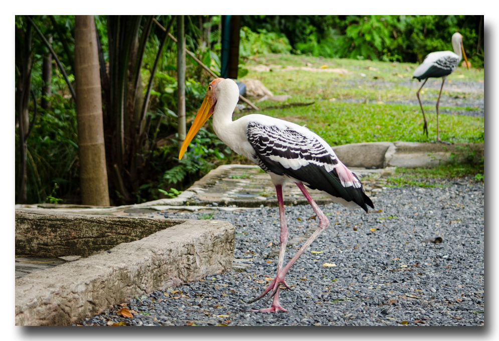 stork1-ype.jpg