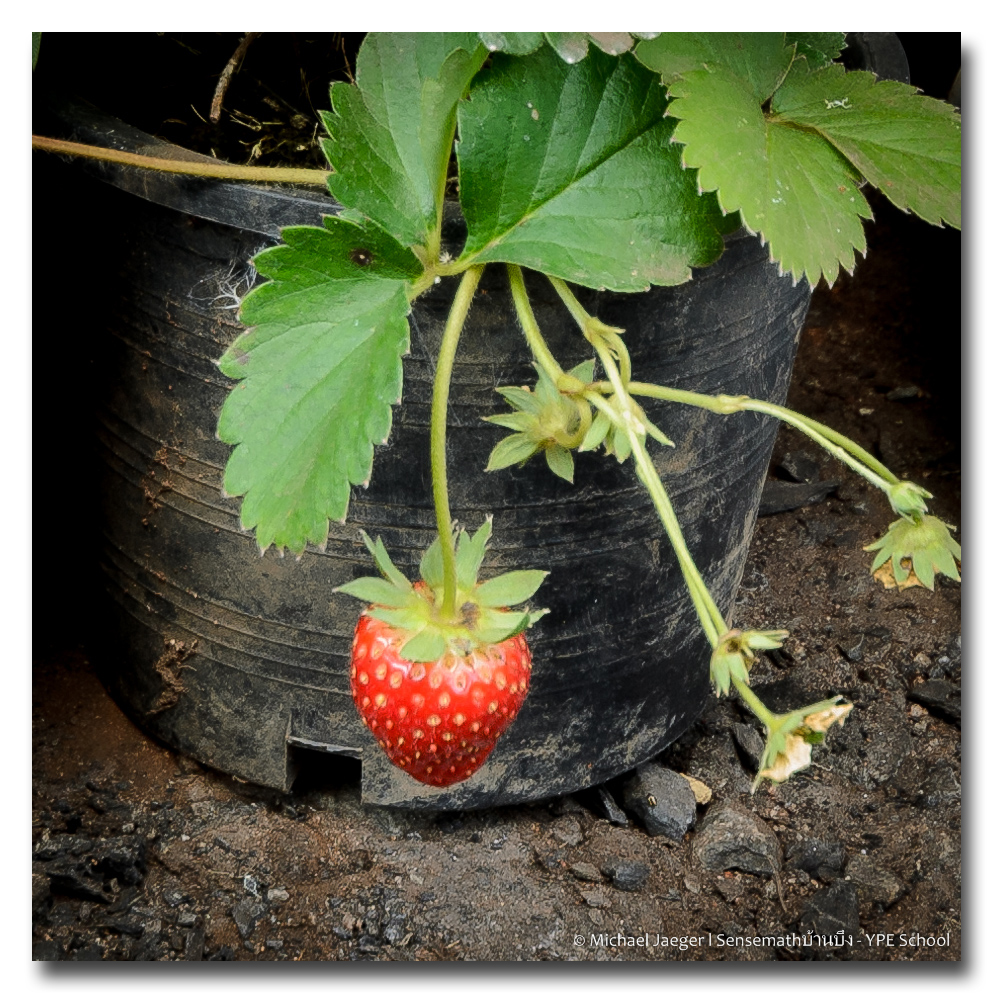 strawbeery-1-FrameShop.jpg