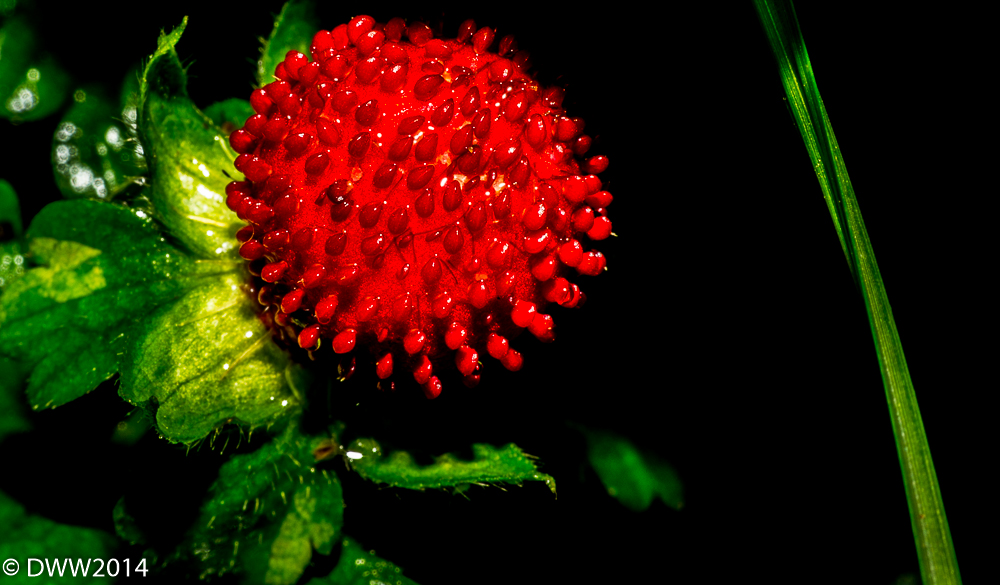 Strawberry (1 of 1).jpg