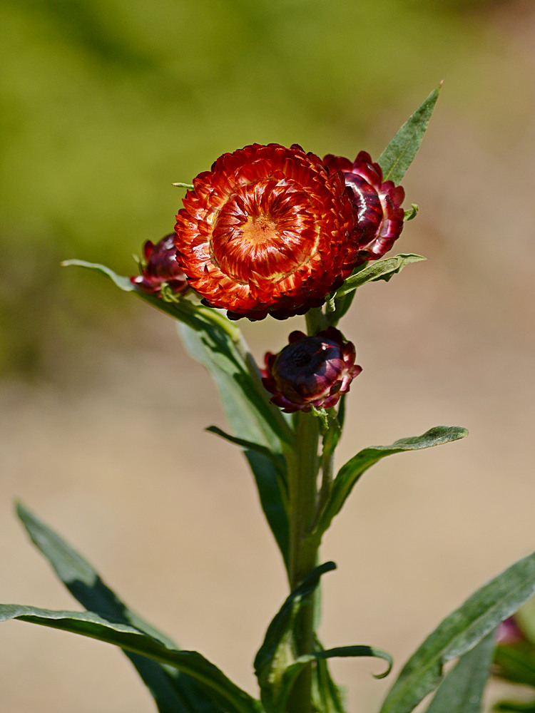 StrawFlower.jpg
