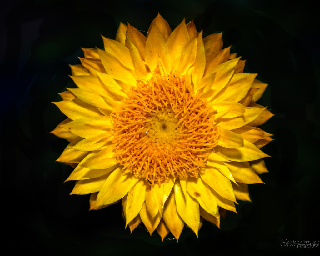 Strawflower1.jpg