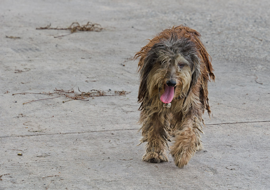 stray-dog-1.jpg