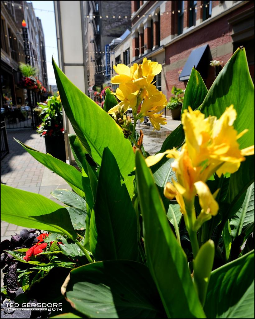 Street Flowers IV_2058.jpg