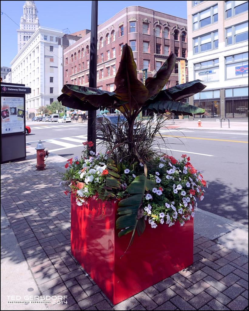 Street Flowers_2055.jpg