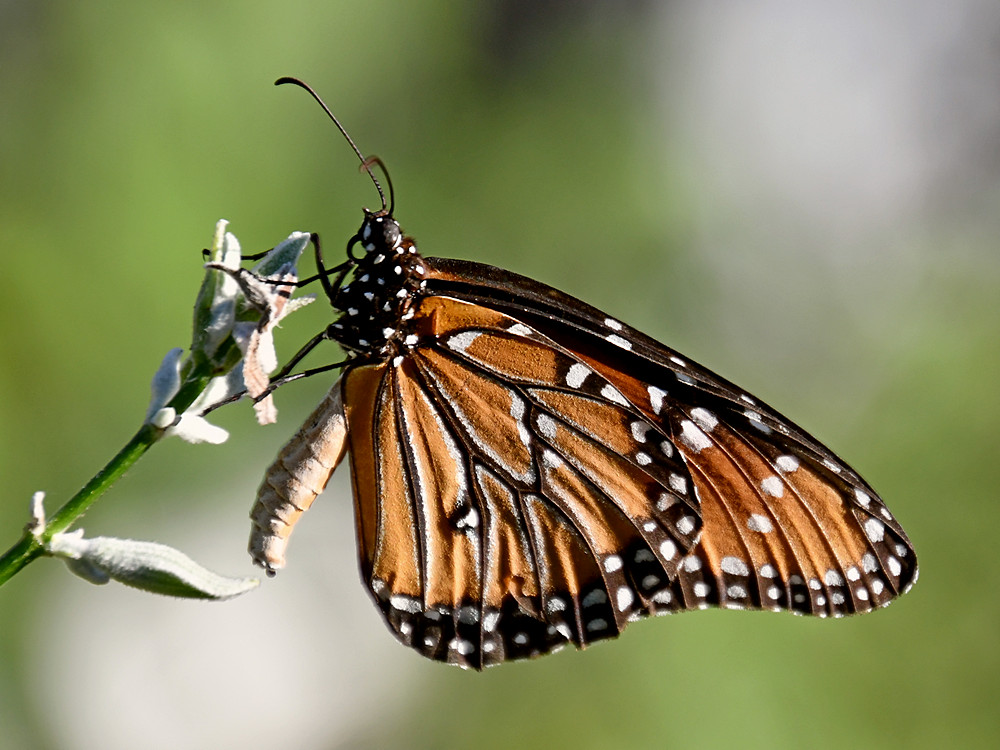 StriatedQueen3.jpg
