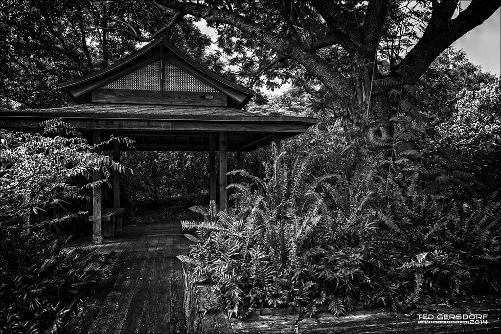 Structure in the Ferns.jpg