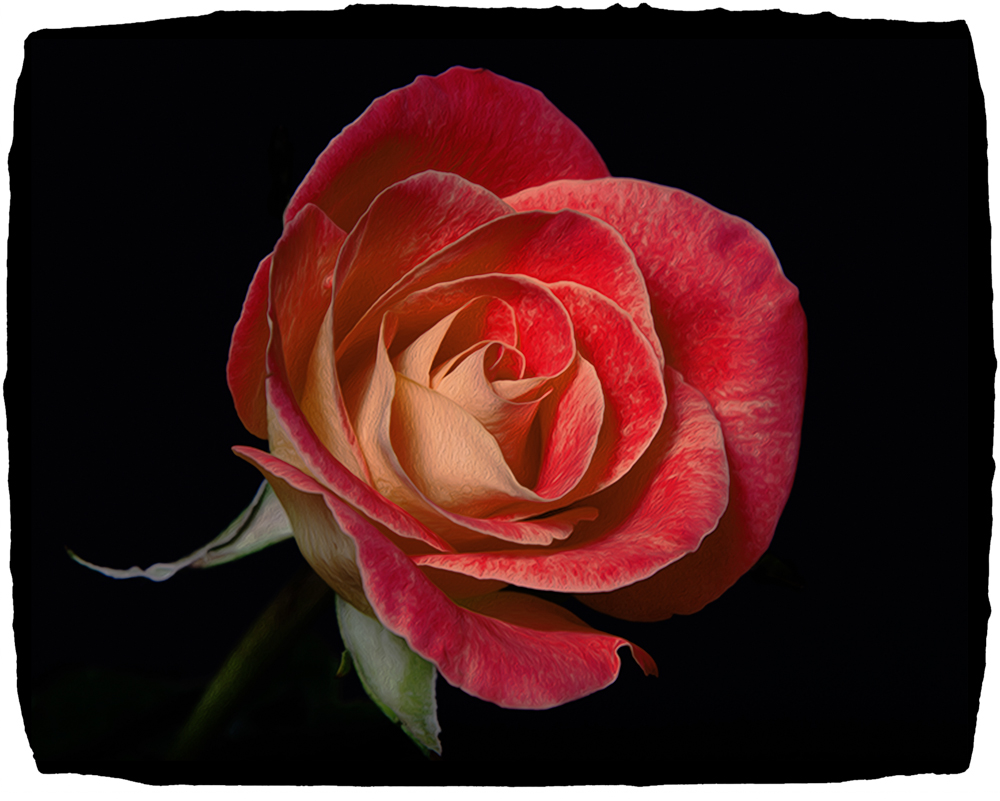 Studio Rose-2.jpg