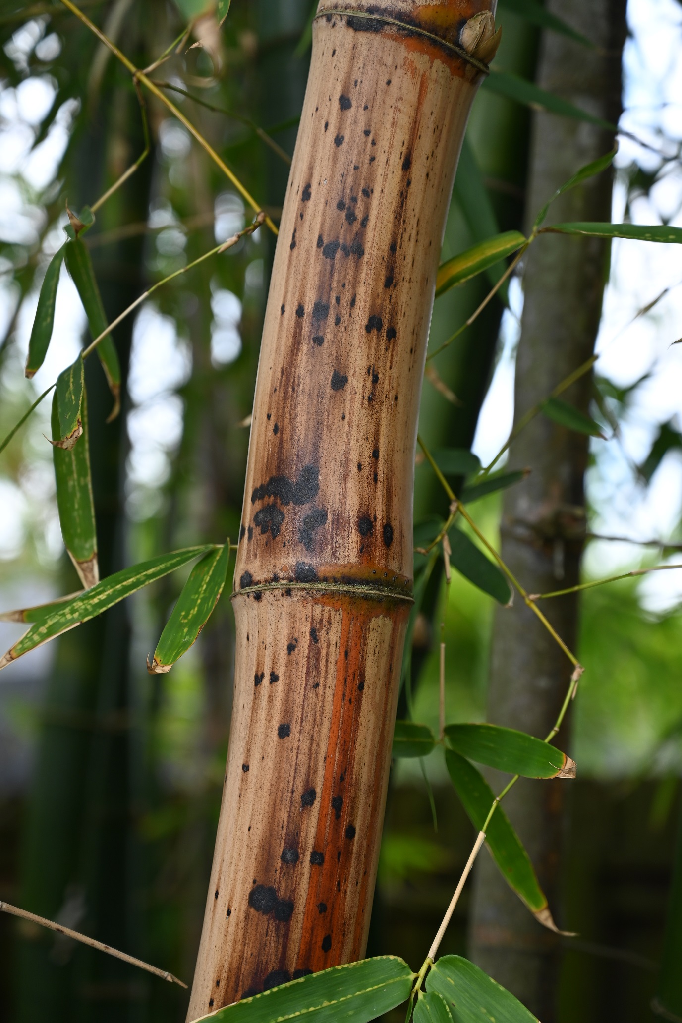 study in bamboo small.jpg