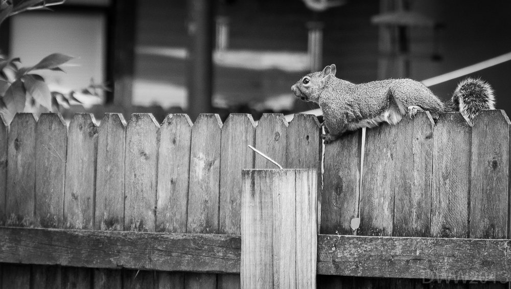 Stuffed (1 of 1).jpg