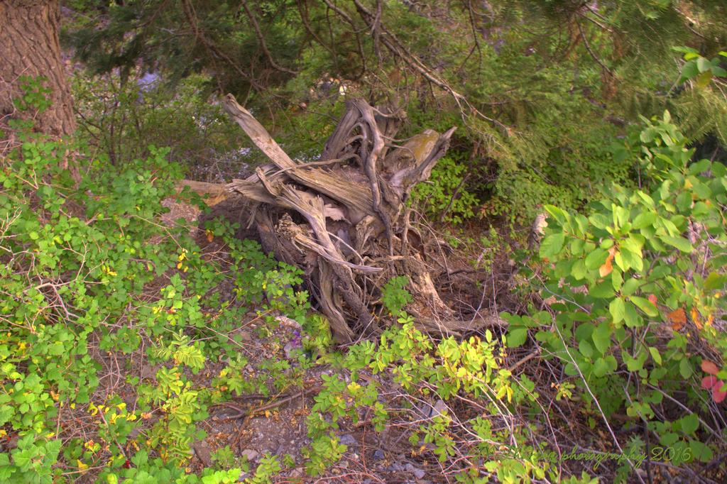 Stump  8-1-2016.jpg