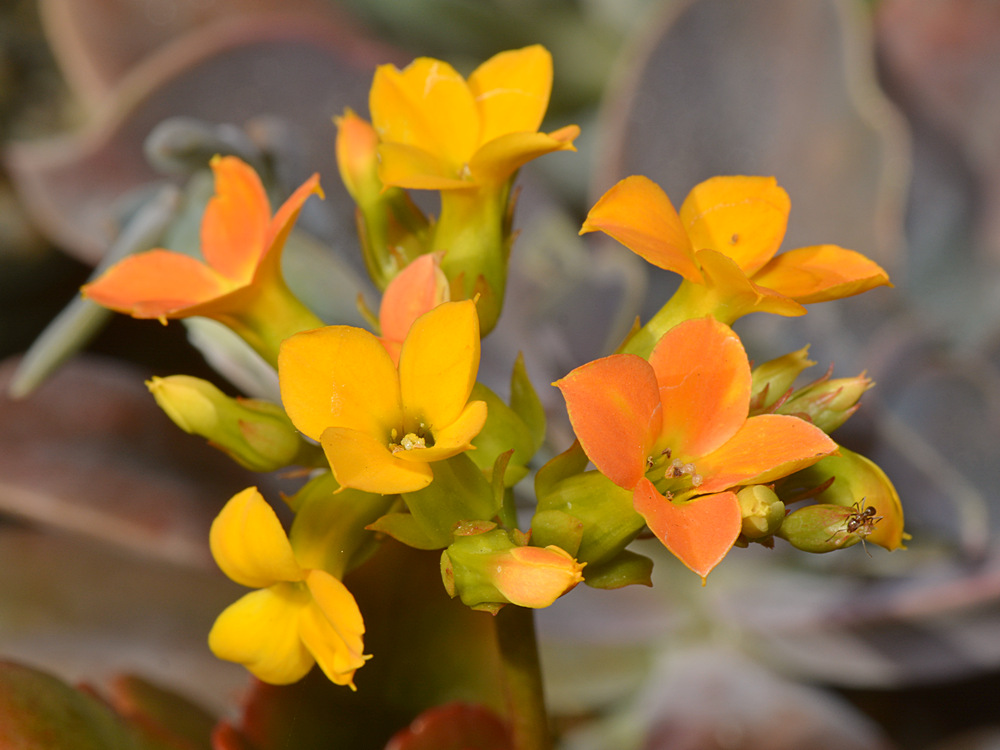Succulant.jpg