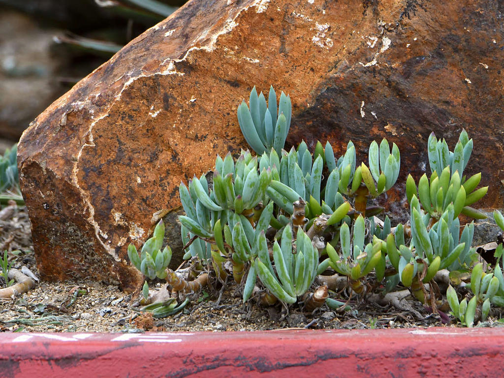 Succulant.jpg
