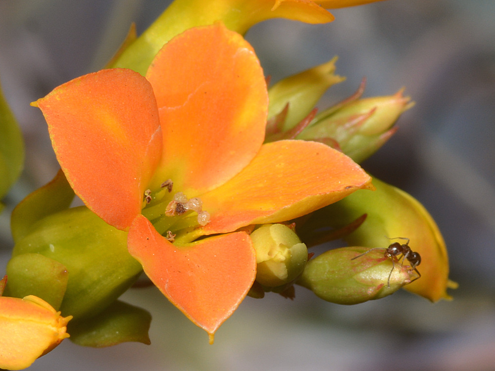Succulant2.jpg