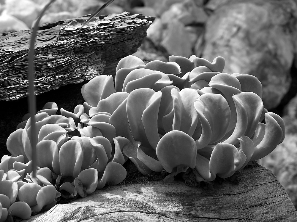SucculantBW.jpg