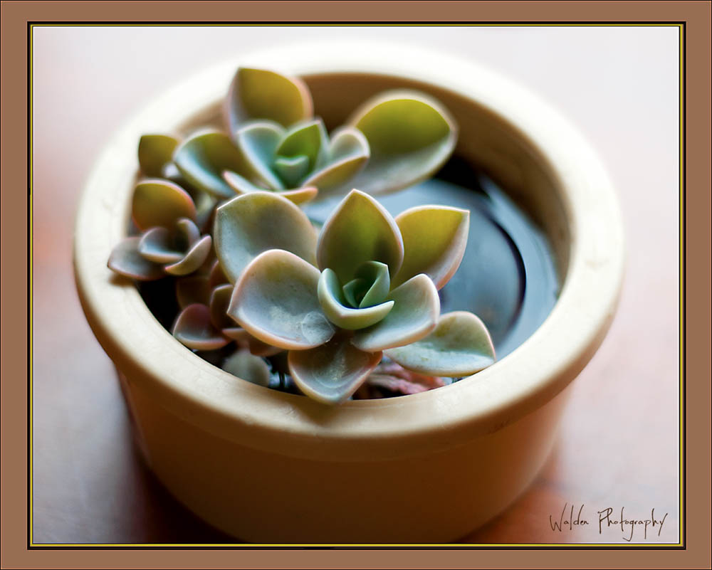 Succulent 2.jpg