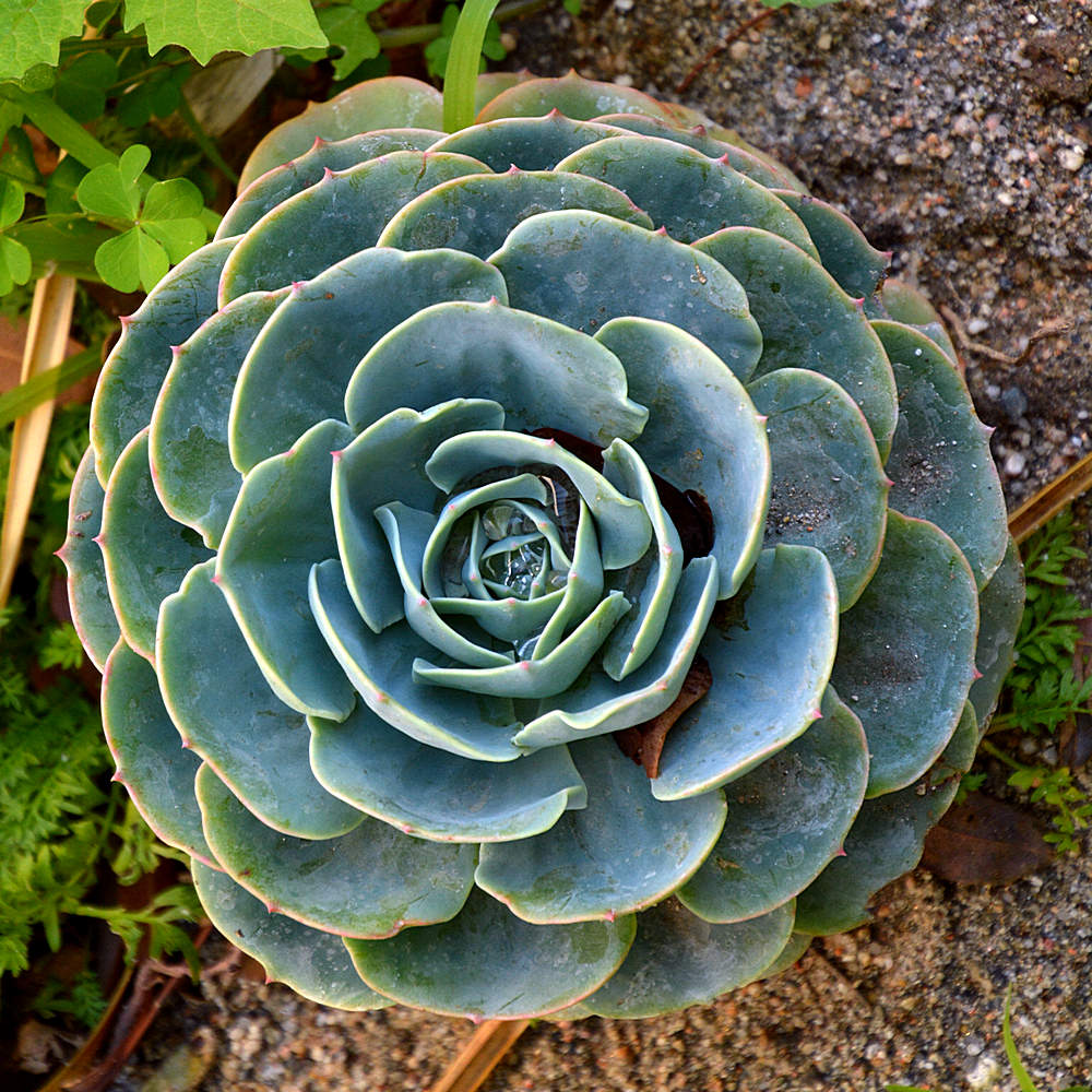 Succulent.jpg