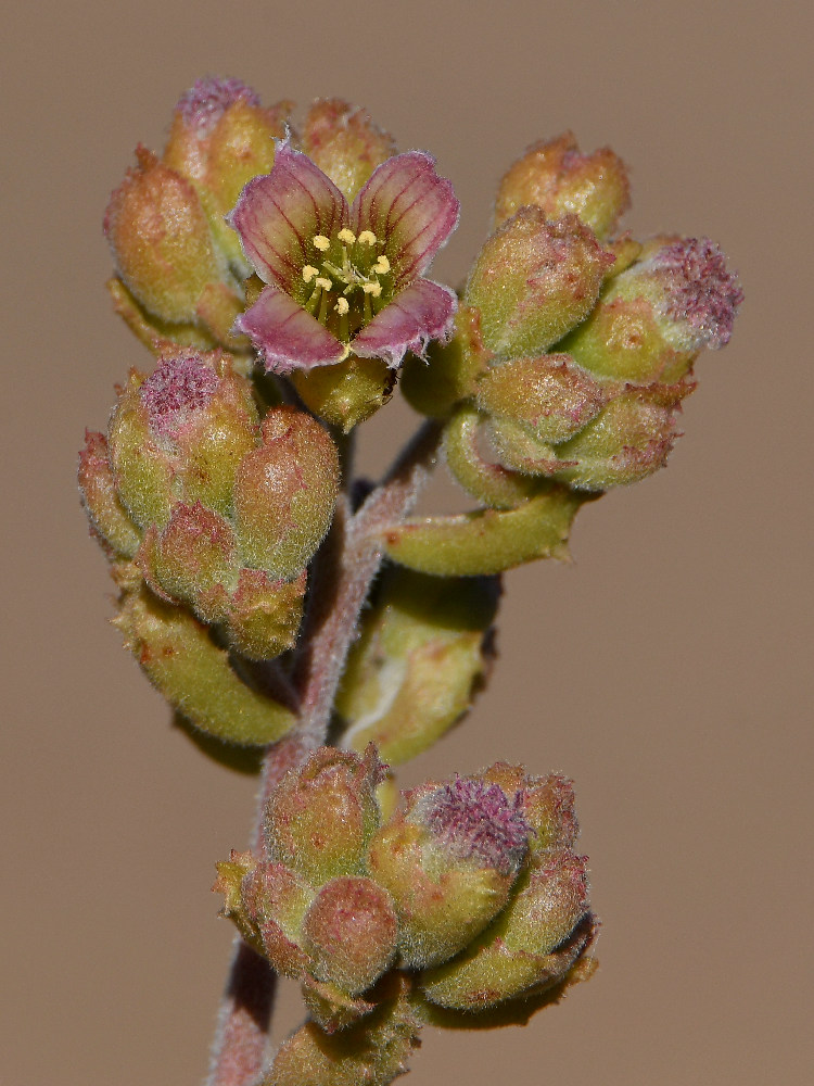 Succulent.jpg