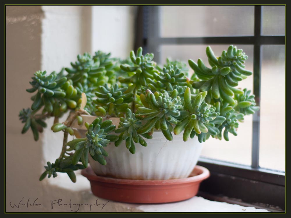 Succulent.jpg