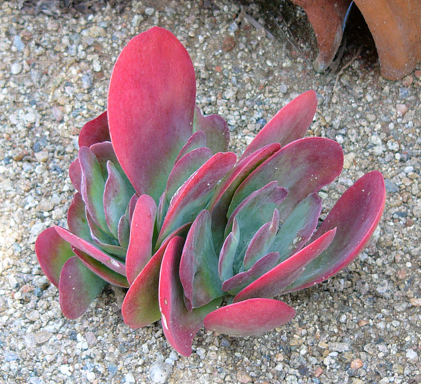 Succulent08Jan2014_3.jpg