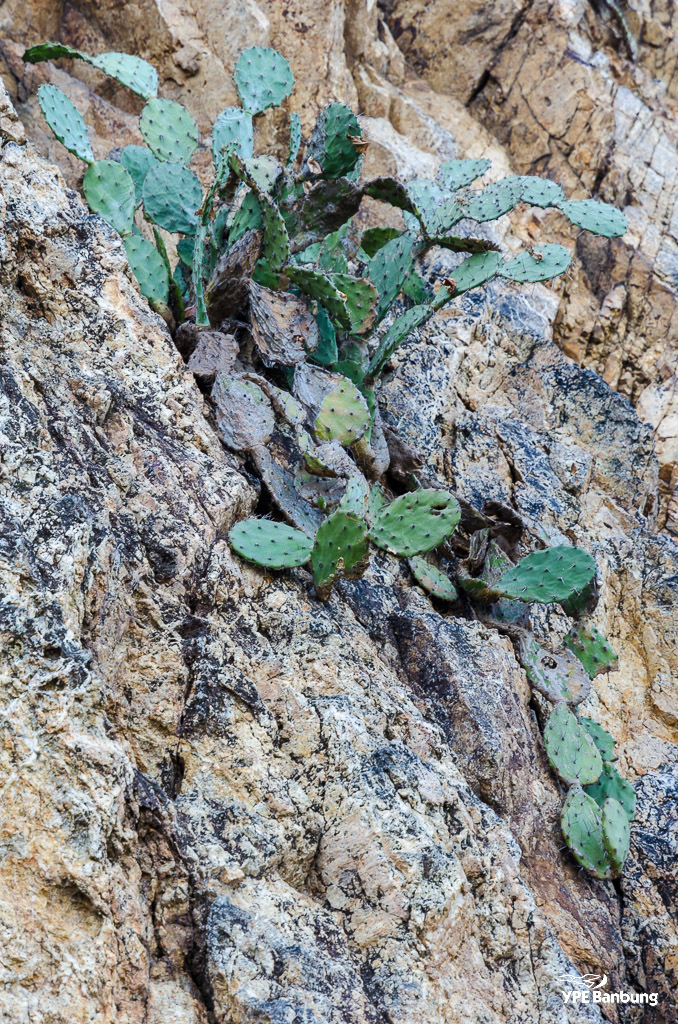-succulents--1.jpg