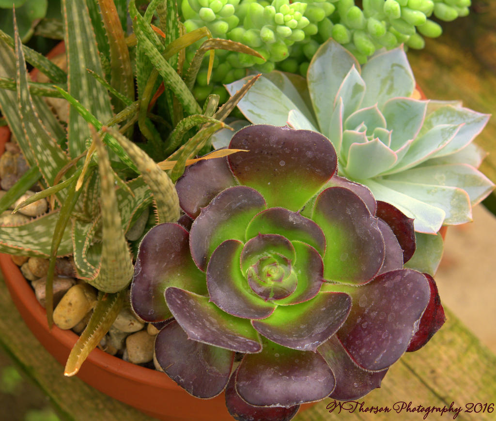 Succulents  7-15-2016.jpg