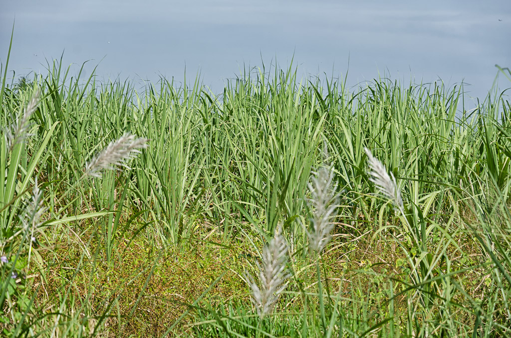 sugarcane-1.jpg