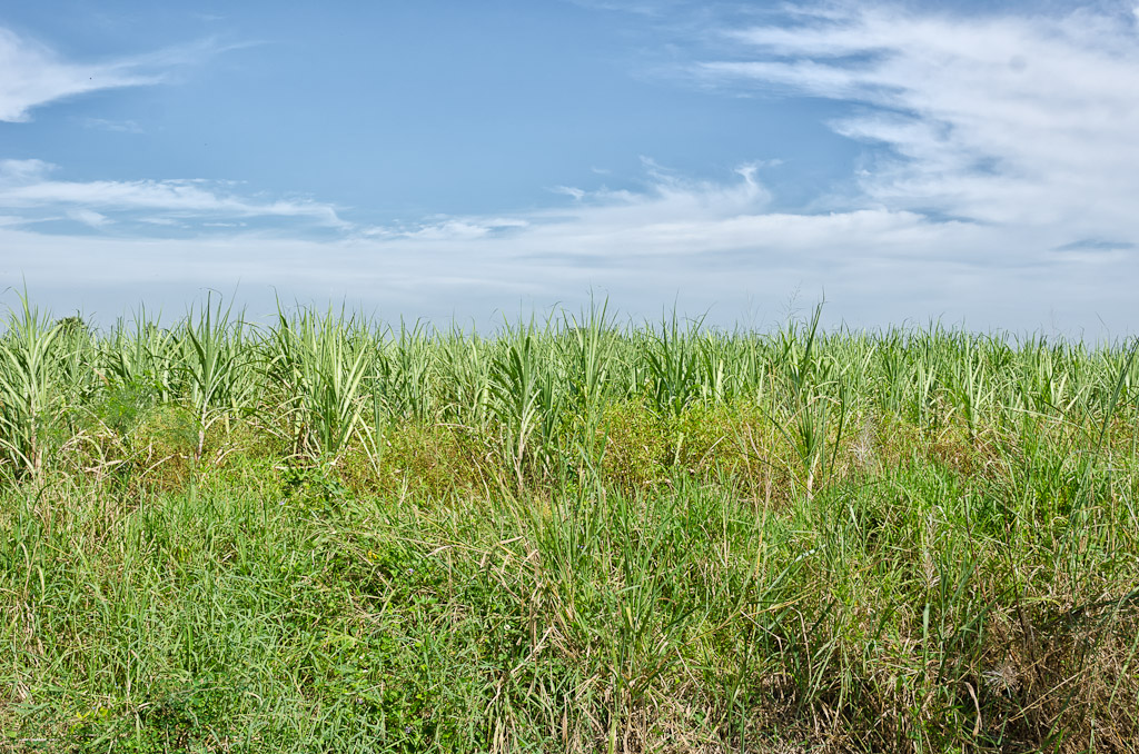 sugarcane-2.jpg
