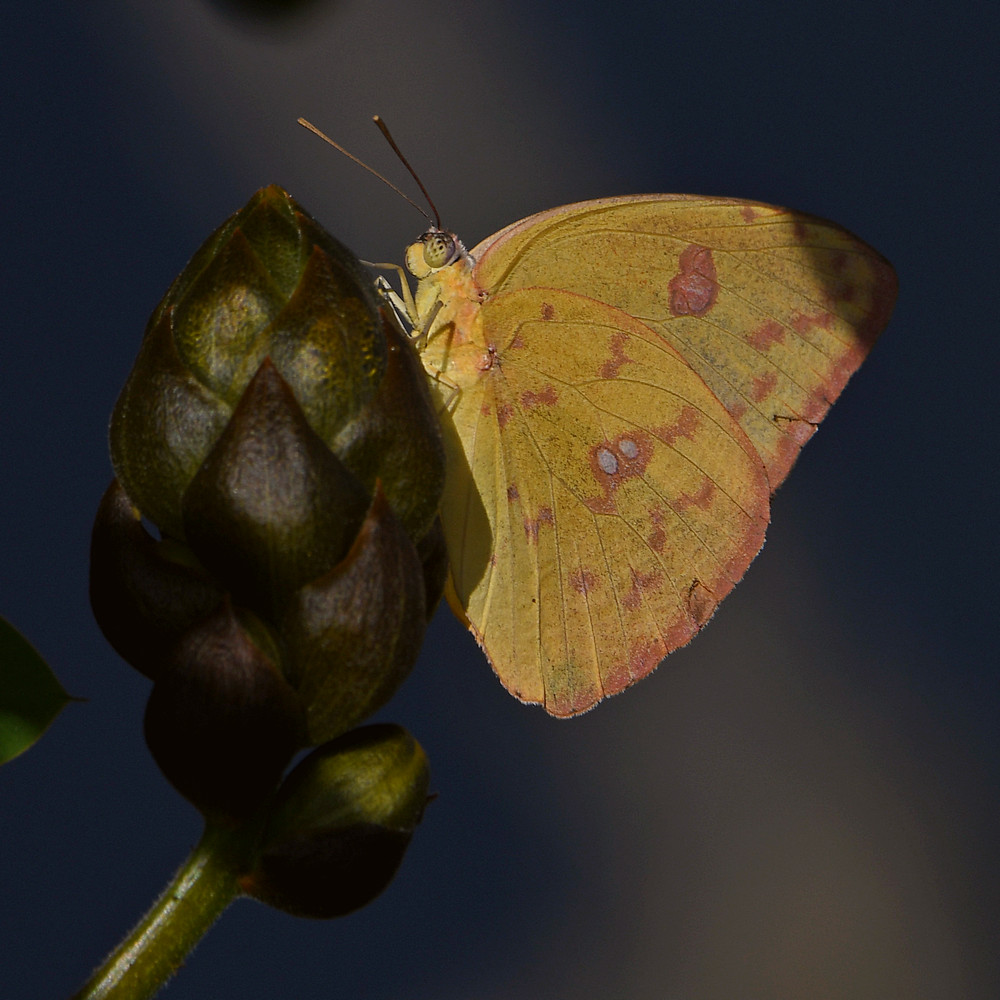 Sulfur.jpg