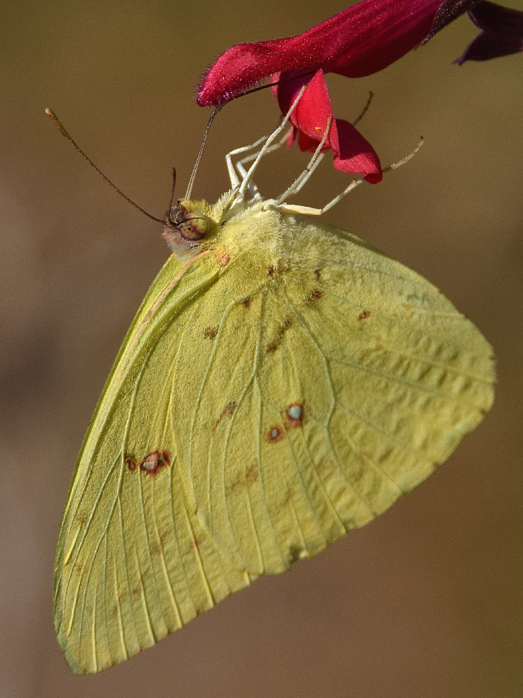 SulfurWing5.jpg