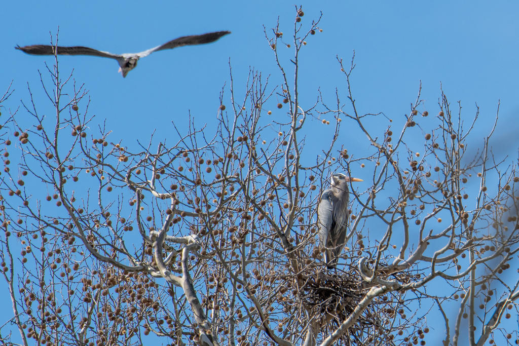 Sulpher - Wises Landing-506085.jpg