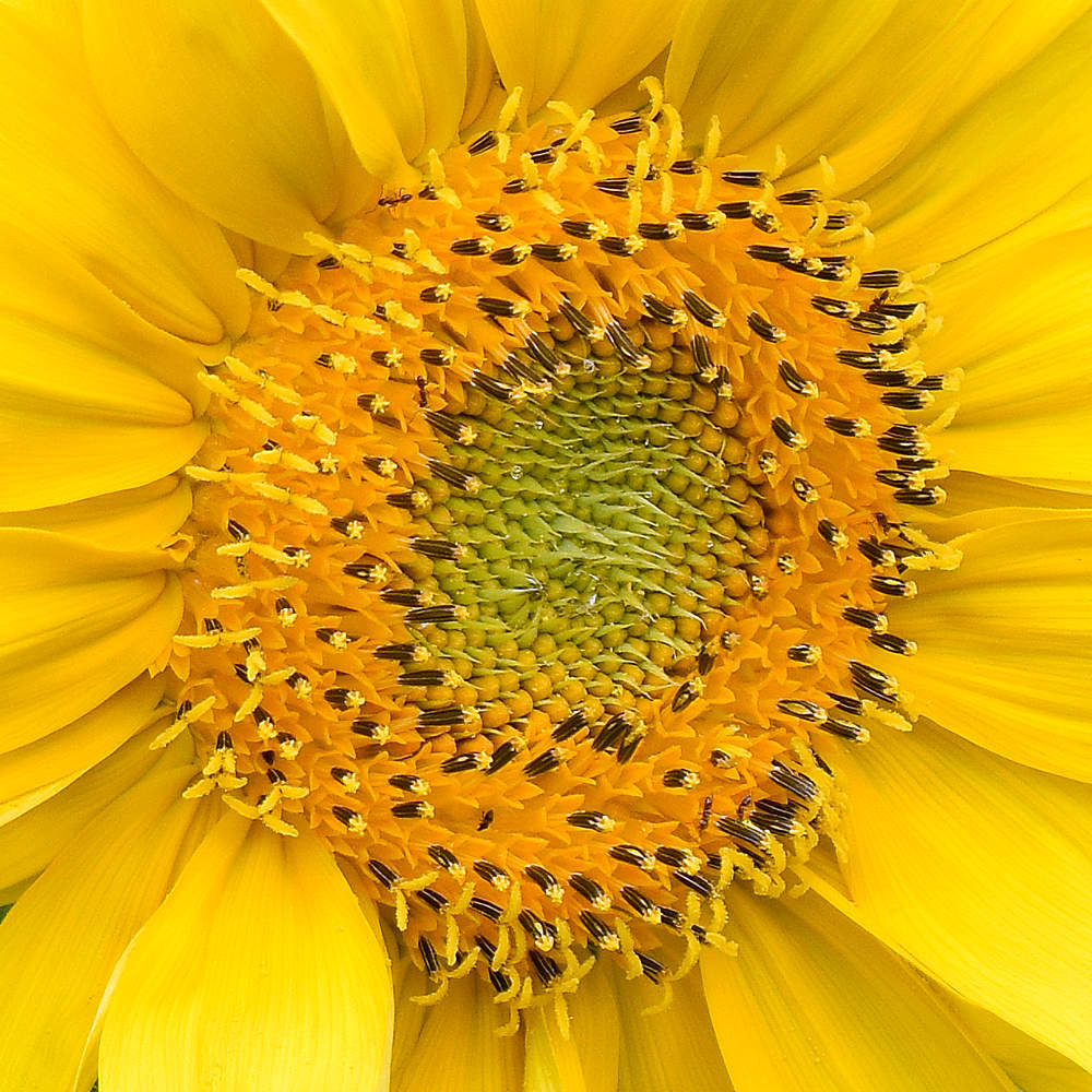 Sun.jpg