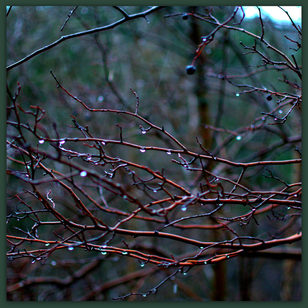 Sundance Rain on the Branches.jpg