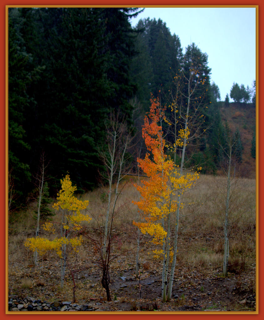 Sundance Trees.jpg