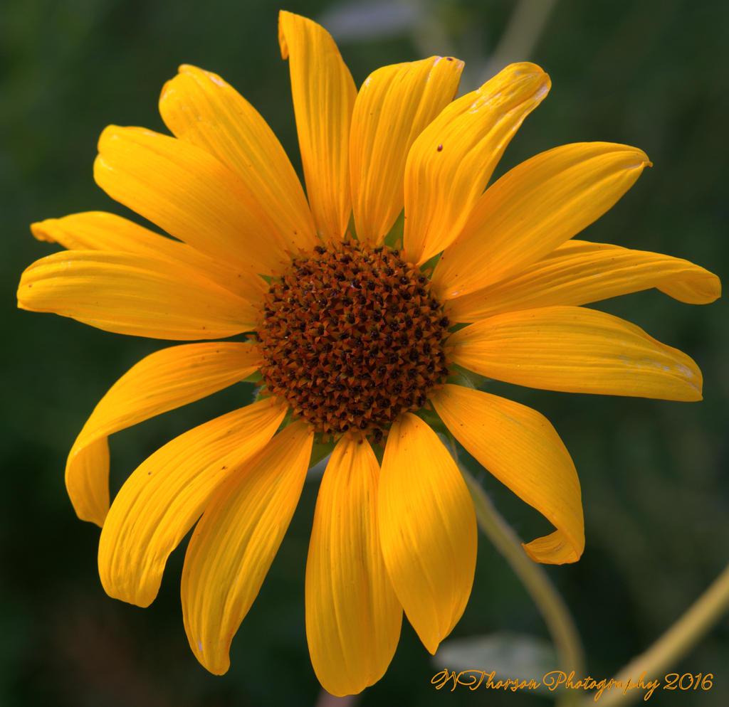 Sunflower #1 8-4-2016.jpg