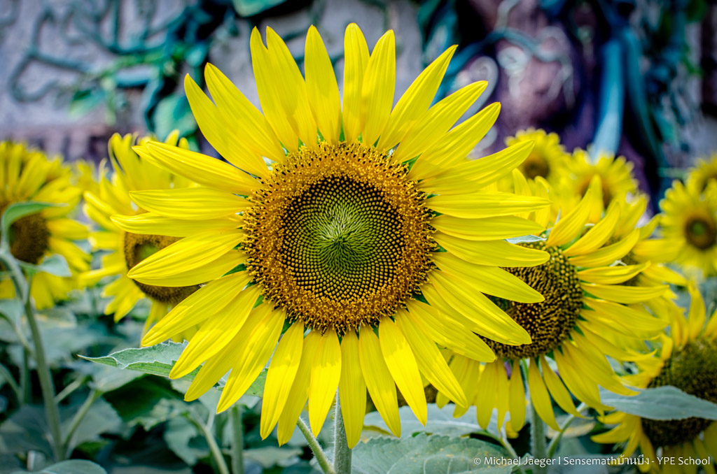 sunflower-1.jpg