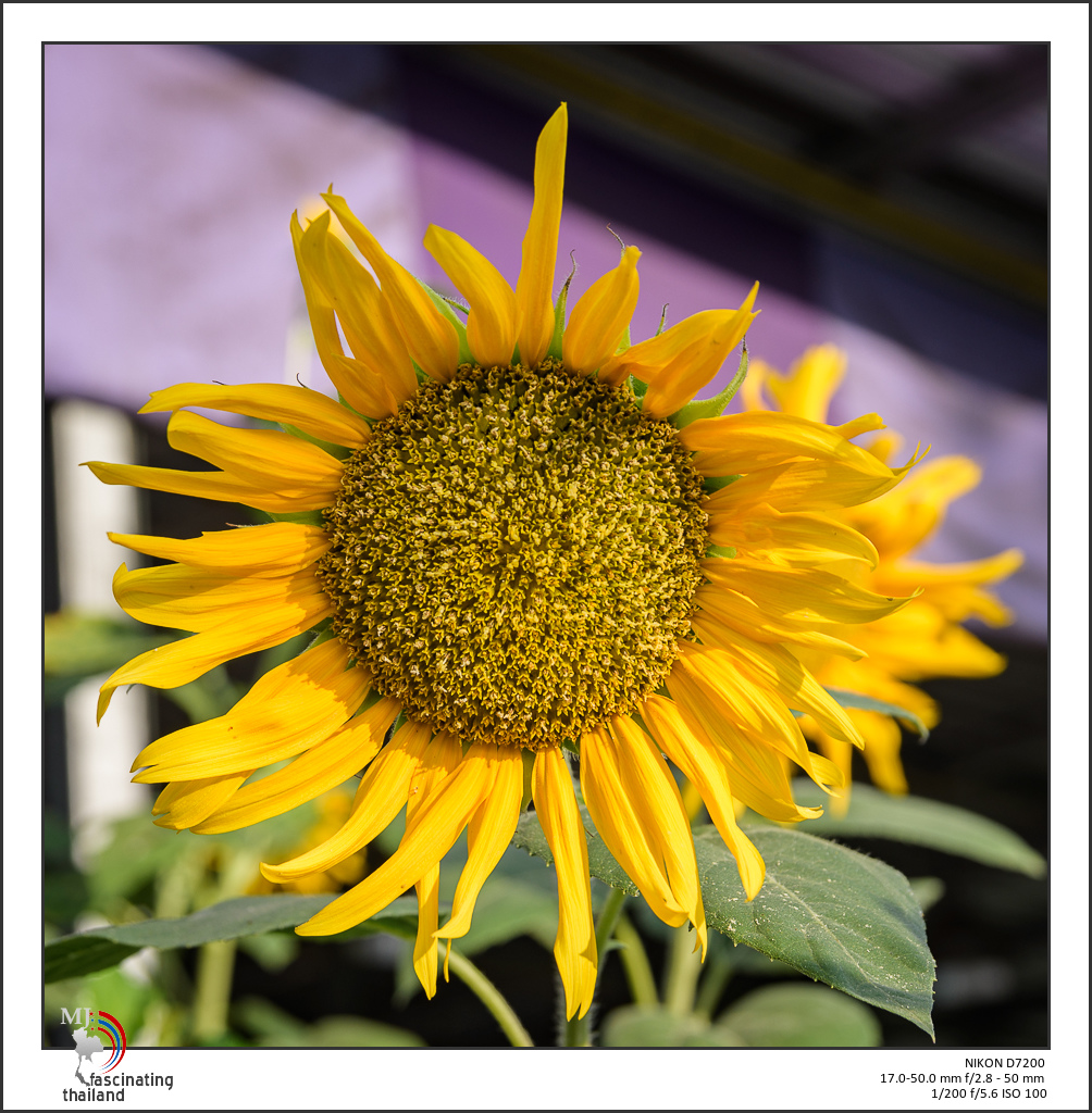 sunflower-1.jpg