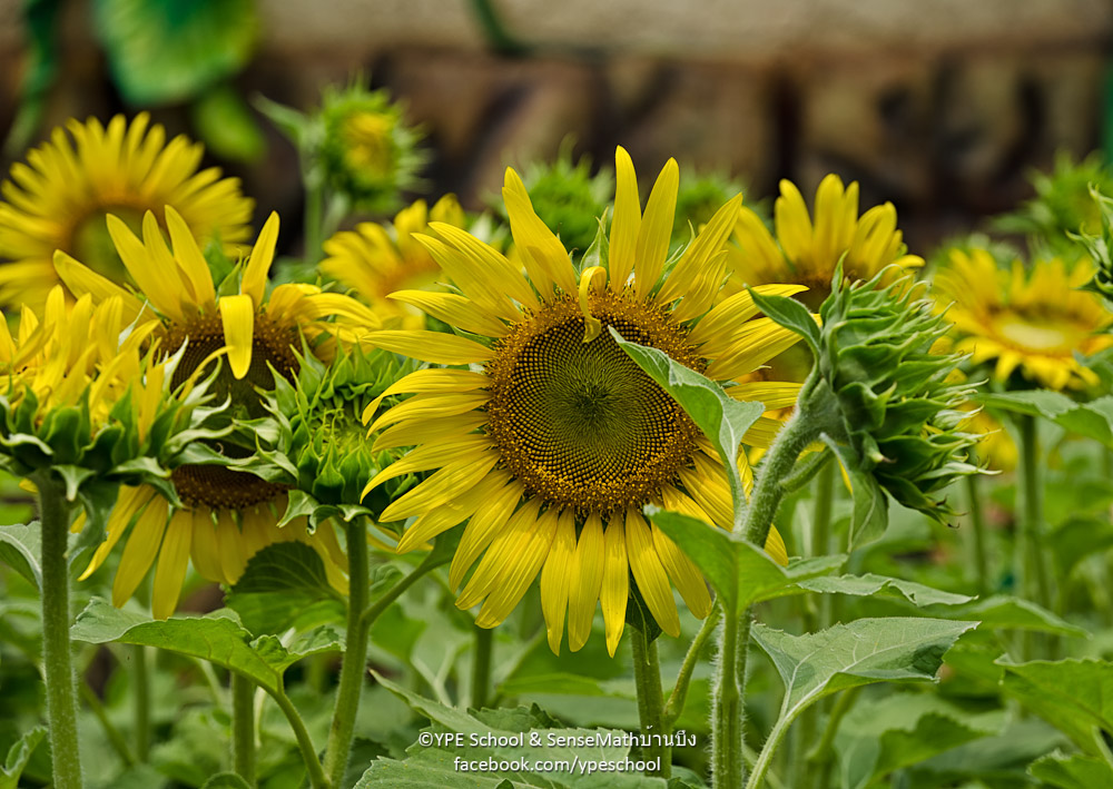 sunflower-1.jpg