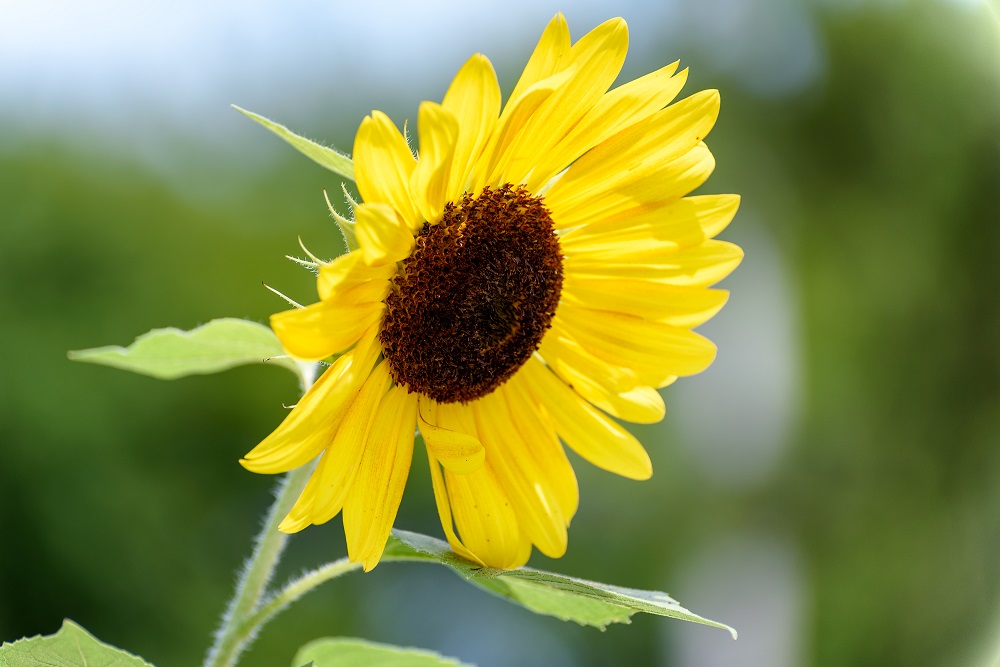 sunflower--2.jpg