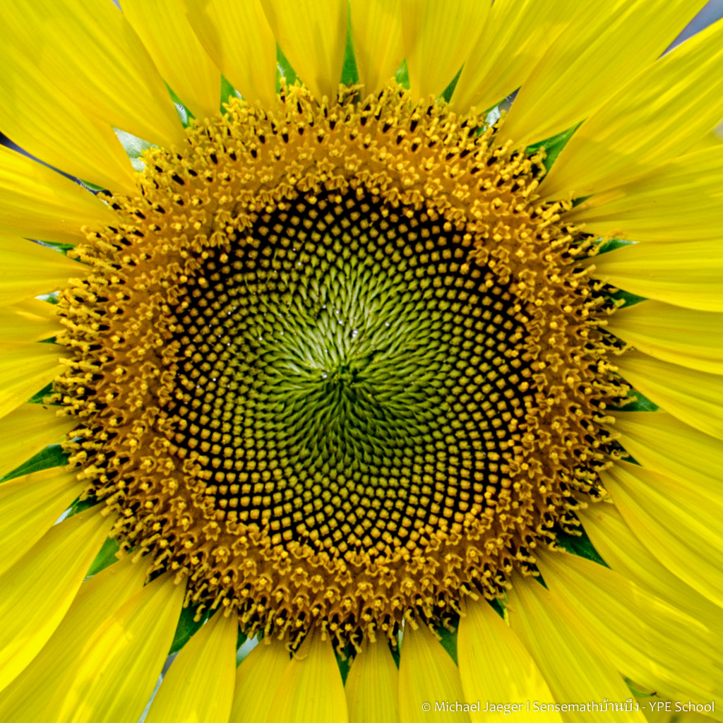 sunflower-2.jpg