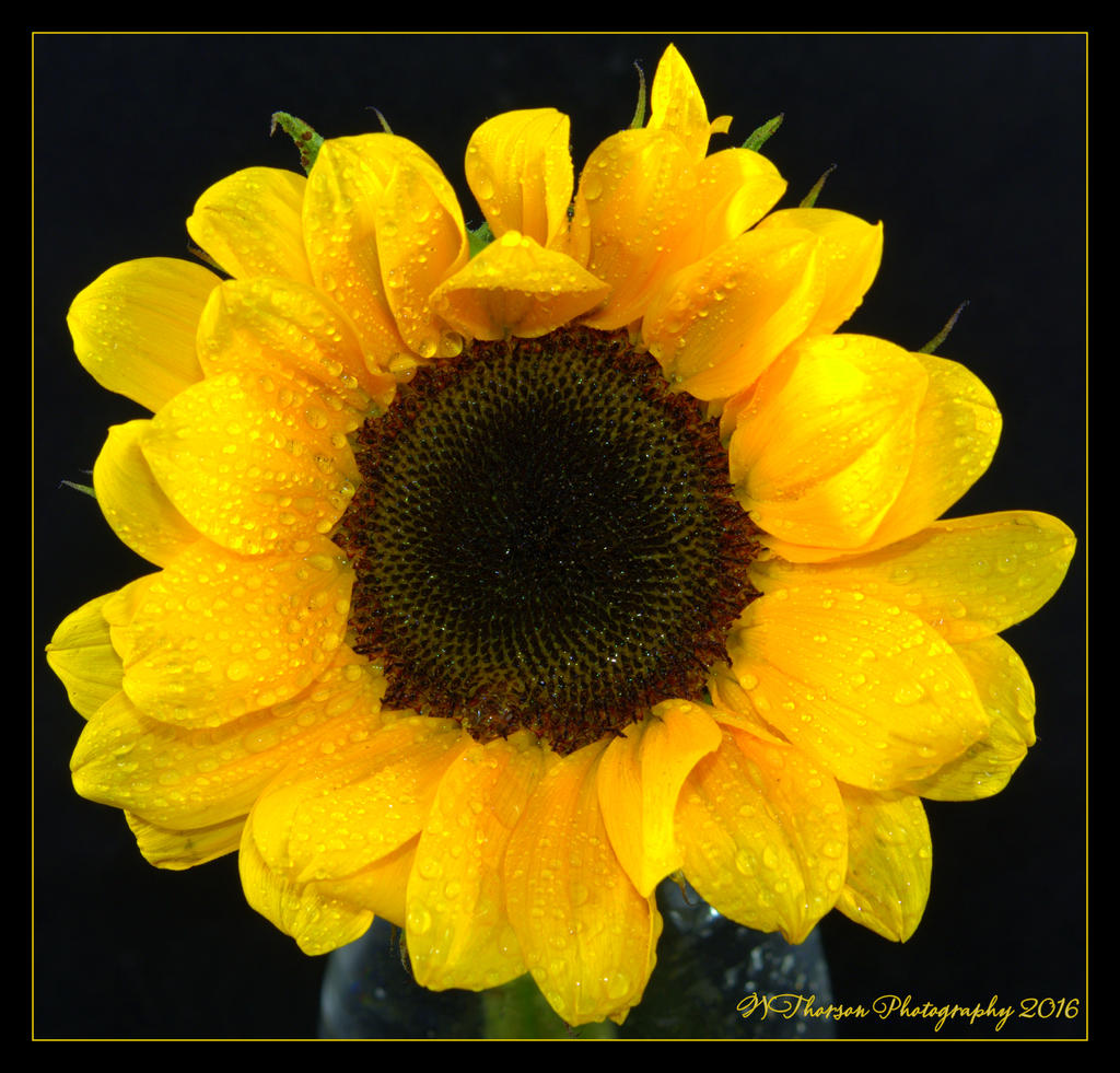Sunflower 5-12-2016.jpg