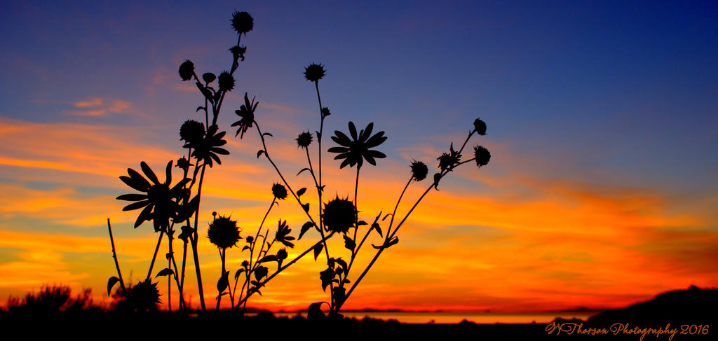 Sunflower at Sunset #2 9-9-2016.jpg
